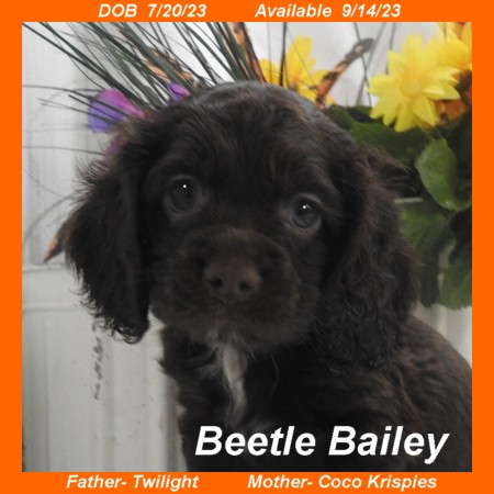 puppy, for, sale, Cocker Spaniel, Joe & Cherri  Overlease, dog, breeder, Miller, MO, dog-breeder, puppy-for-sale, forsale, nearby, find, puppyfind, locator, puppylocator, aca